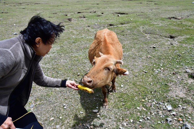 This image has an empty alt attribute; its file name is 011-cow.jpg